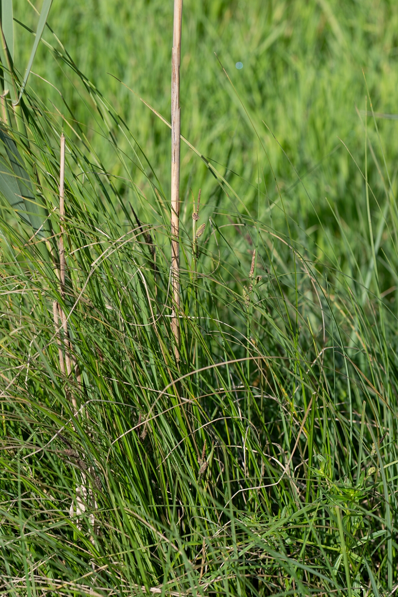 David Plant Photography - Wildlife Photography - Common sedge - D.jpg - Common sedge, Carex nigra - Hampshire