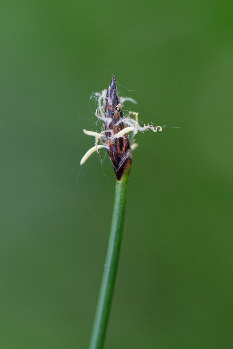 David Plant Photography - Wildlife Photography - Common spike-rush - D.jpg - Common spike-rush - Norfolk