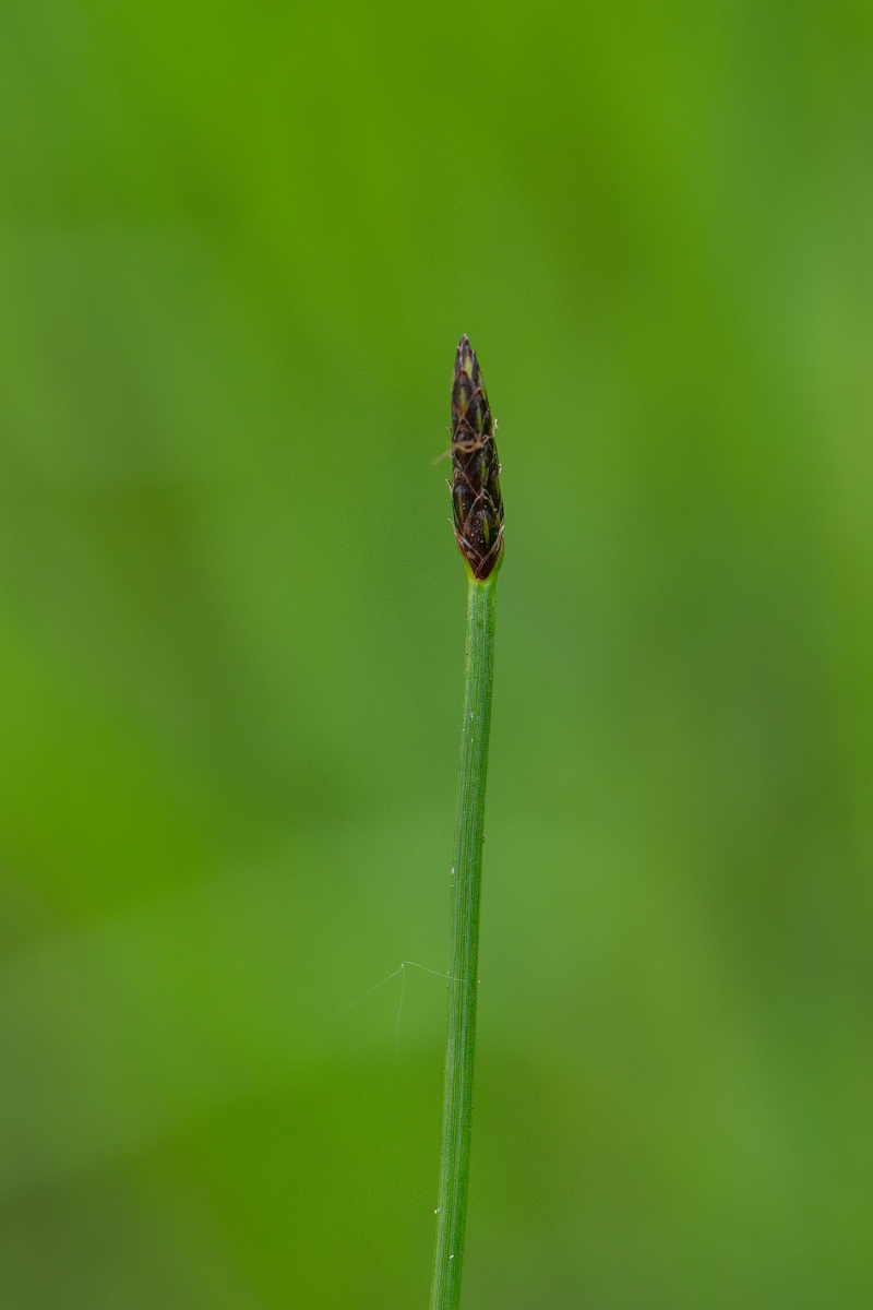 David Plant Photography - Wildlife Photography - Common spike-rush - G.jpg - Common spike-rush - Norfolk