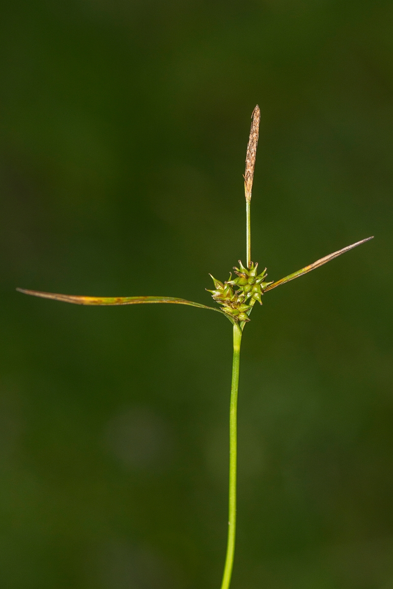 David Plant Photography - Wildlife Photography - Common yellow sedge - D.jpg - Common yellow sedge - Ayrshire