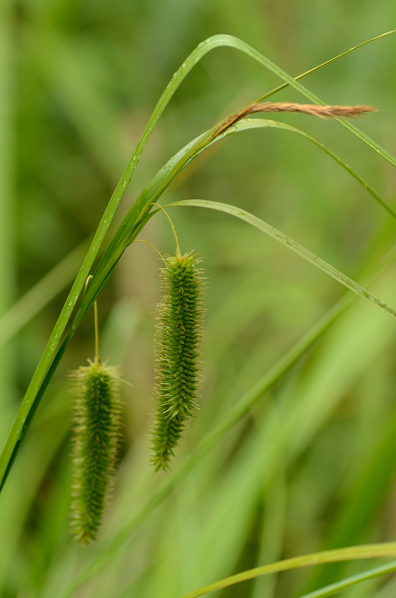 David Plant Photography - Wildlife Photography - Cyperus sedge - A.jpg - Cyperus sedge - Norfolk