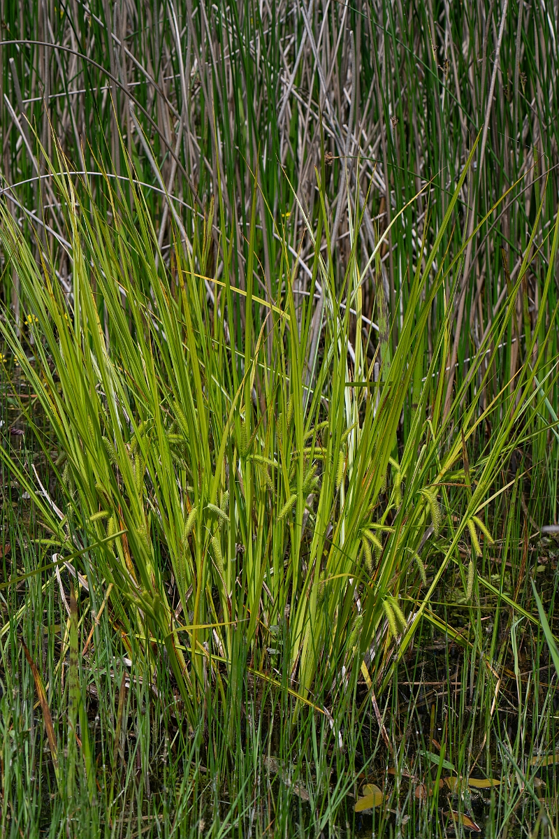 David Plant Photography - Wildlife Photography - Cyperus sedge - C.jpg - Cyperus sedge - Norfolk
