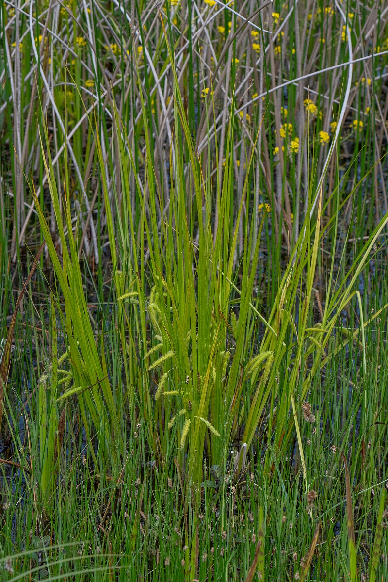David Plant Photography - Wildlife Photography - Cyperus sedge - F.jpg - Cyperus sedge - Norfolk