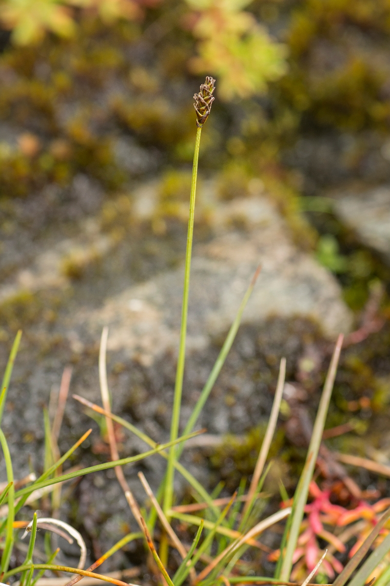 David Plant Photography - Wildlife Photography - Dioecious sedge - B.jpg - Dioecious sedge - Perthshire