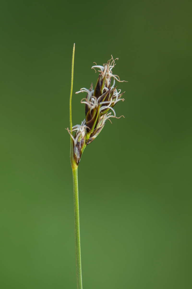 David Plant Photography - Wildlife Photography - Divided sedge - C.jpg - Divided sedge - Kent