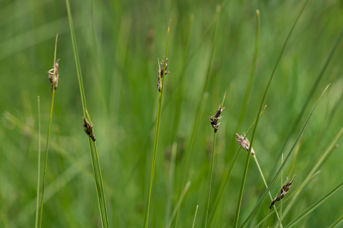 David Plant Photography - Wildlife Photography - Divided sedge - E.jpg - Divided sedge - Kent