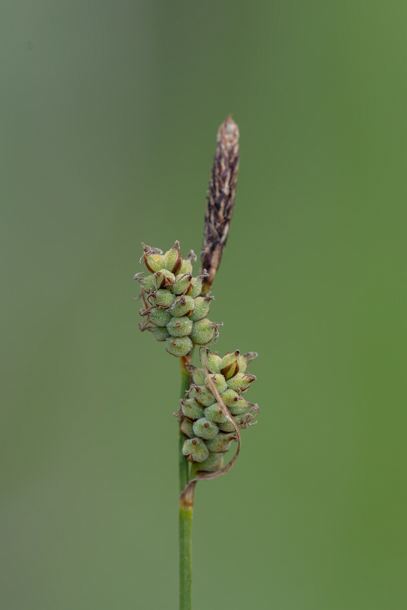 David Plant Photography - Wildlife Photography - Downy-fruited sedge - A.jpg - Downy-fruited sedge, Carex tomentos, inforescence - Gloucestershire