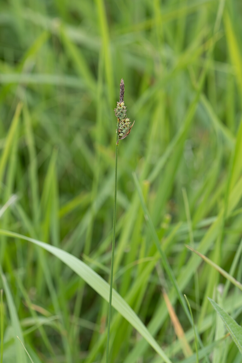 David Plant Photography - Wildlife Photography - Downy-fruited sedge - B.jpg - Downy-fruited sedge, Carex tomentos, plant - Gloucestershire
