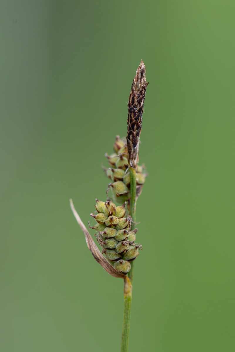 David Plant Photography - Wildlife Photography - Downy-fruited sedge - D.jpg - Downy-fruited sedge, Carex tomentos, inforescence - Gloucestershire