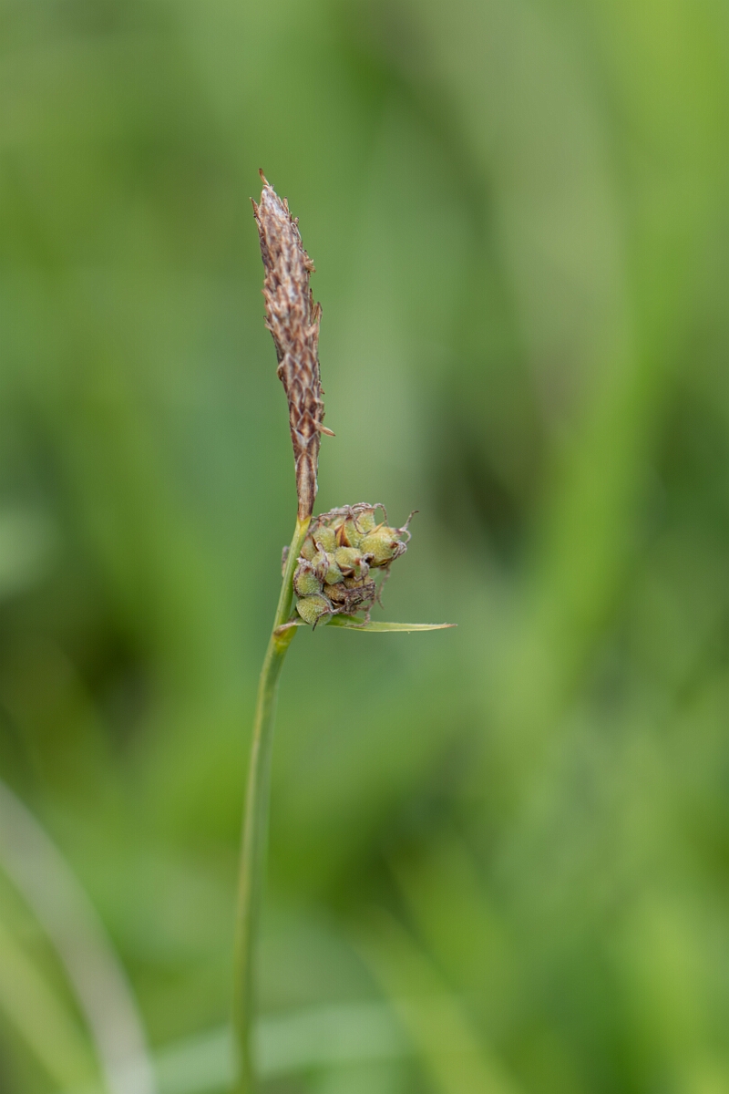 David Plant Photography - Wildlife Photography - Downy-fruited sedge - E.jpg - Downy-fruited sedge, Carex tomentos, inforescence - Gloucestershire