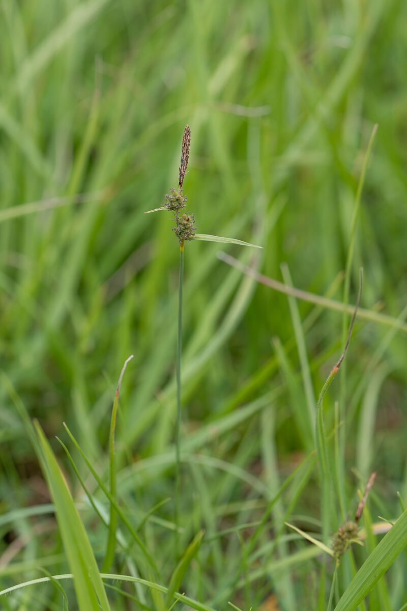 David Plant Photography - Wildlife Photography - Downy-fruited sedge - F.jpg - Downy-fruited sedge, Carex tomentos, plant - Gloucestershire