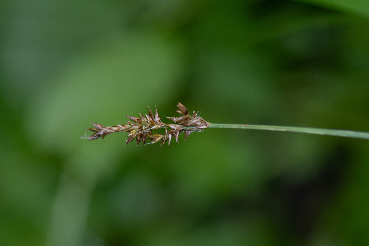 David Plant Photography - Wildlife Photography - Elongated sedge - A.jpg - Elongated sedge, Carex nigra - Hampshire