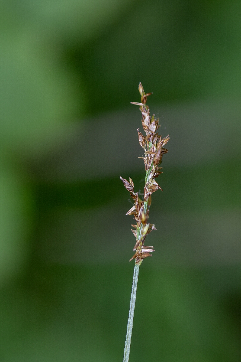 David Plant Photography - Wildlife Photography - Elongated sedge - B.jpg - Elongated sedge, Carex nigra - Hampshire