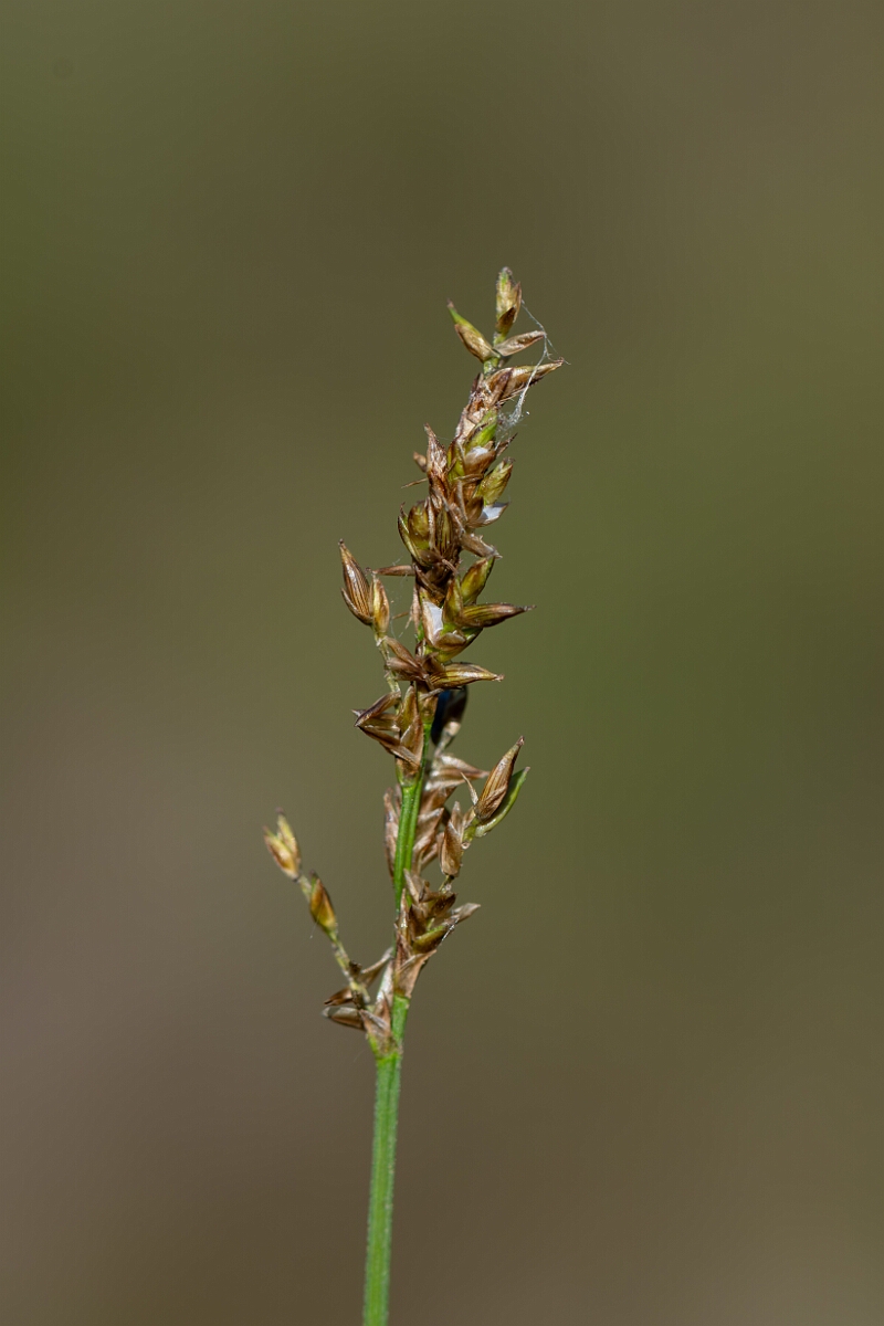 David Plant Photography - Wildlife Photography - Elongated sedge - C.jpg - Elongated sedge, Carex nigra - Hampshire