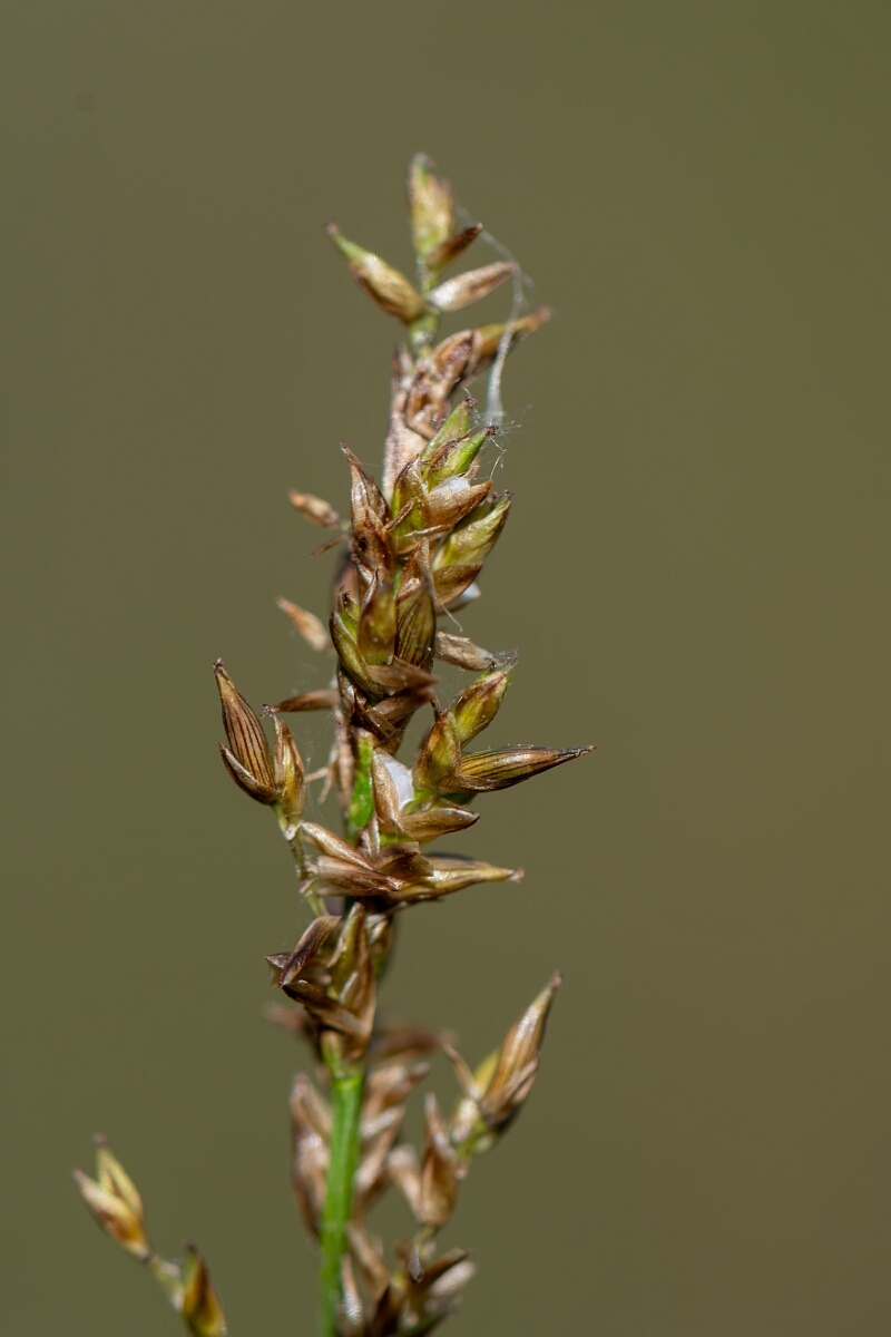 David Plant Photography - Wildlife Photography - Elongated sedge - D.jpg - Elongated sedge, Carex nigra - Hampshire