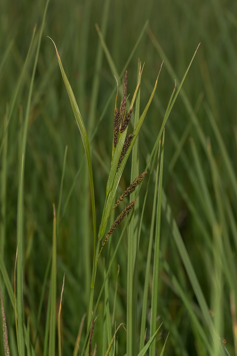 David Plant Photography - Wildlife Photography - Esturaine sedge - D.jpg - Esturaine sedge - Caithness