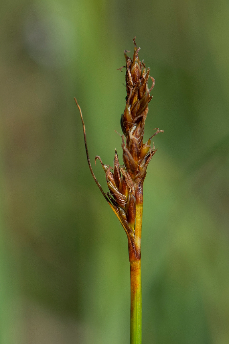 David Plant Photography - Wildlife Photography - False sedge - A.JPG - False sedge - Perthshire