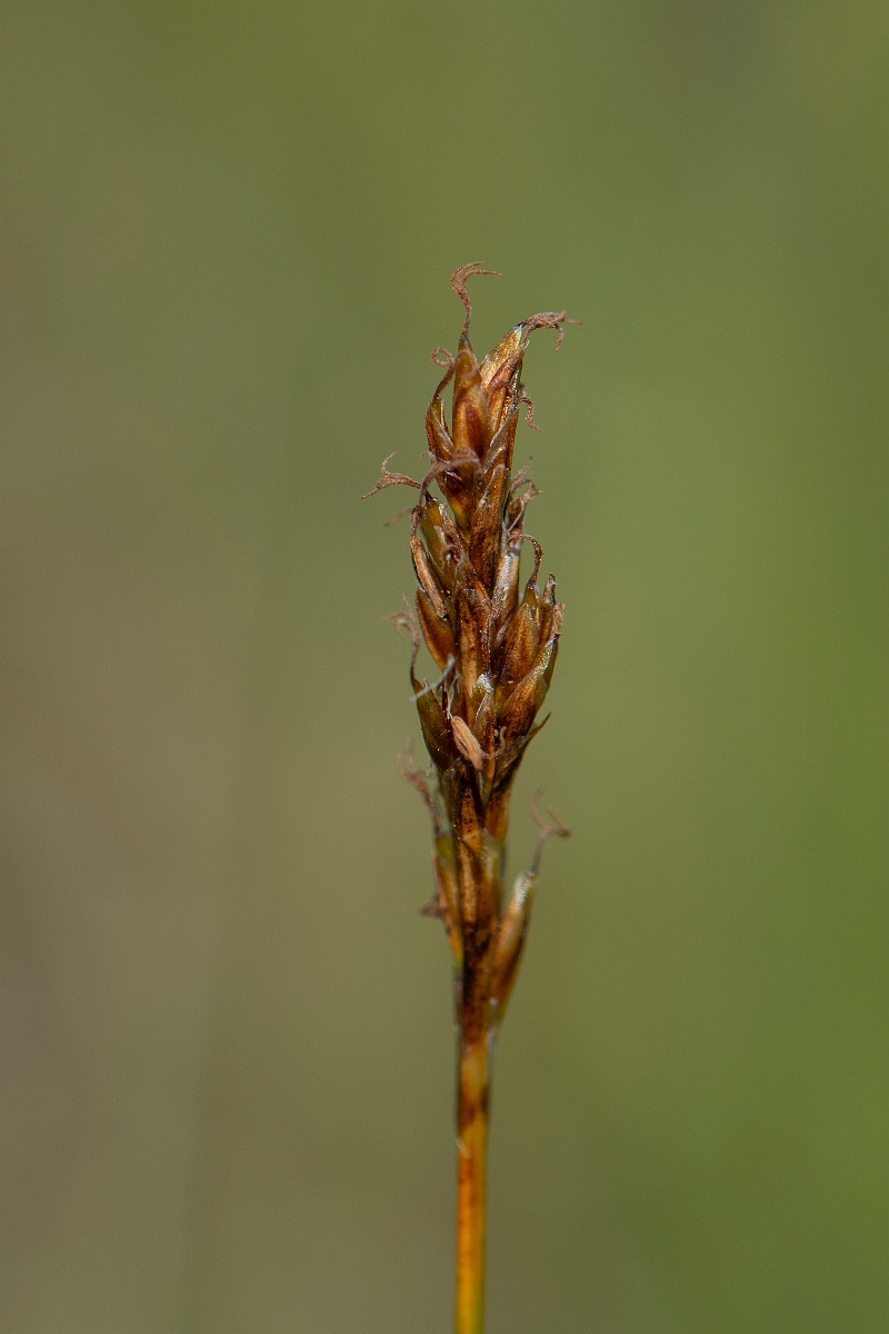 David Plant Photography - Wildlife Photography - False sedge - D.JPG - False sedge - Perthshire