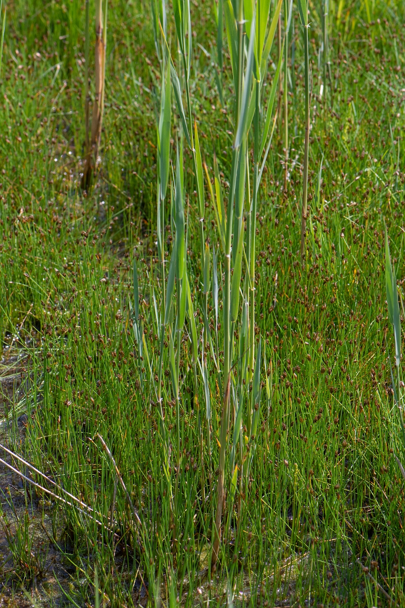 David Plant Photography - Wildlife Photography - Few-flowered spike-rush - A.JPG - Few-flowered spike-rush - Norfolk