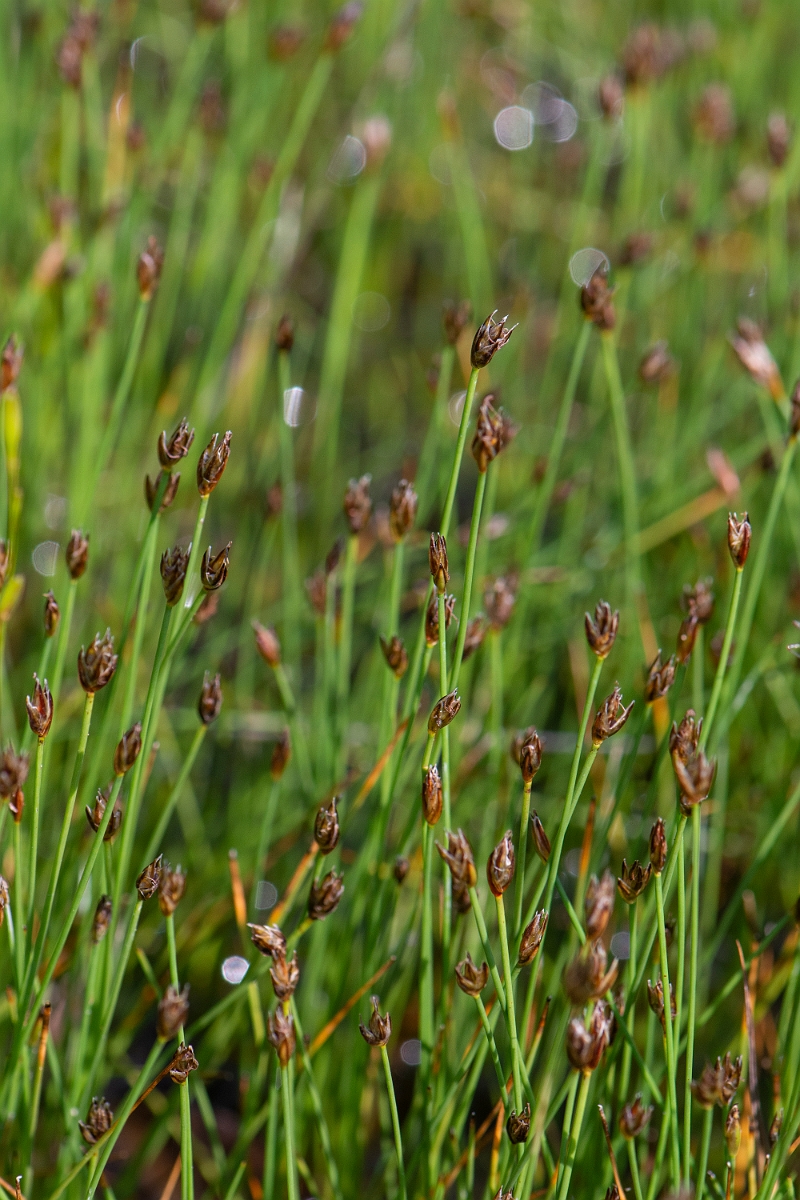 David Plant Photography - Wildlife Photography - Few-flowered spike-rush - B.JPG - Few-flowered spike-rush - Norfolk