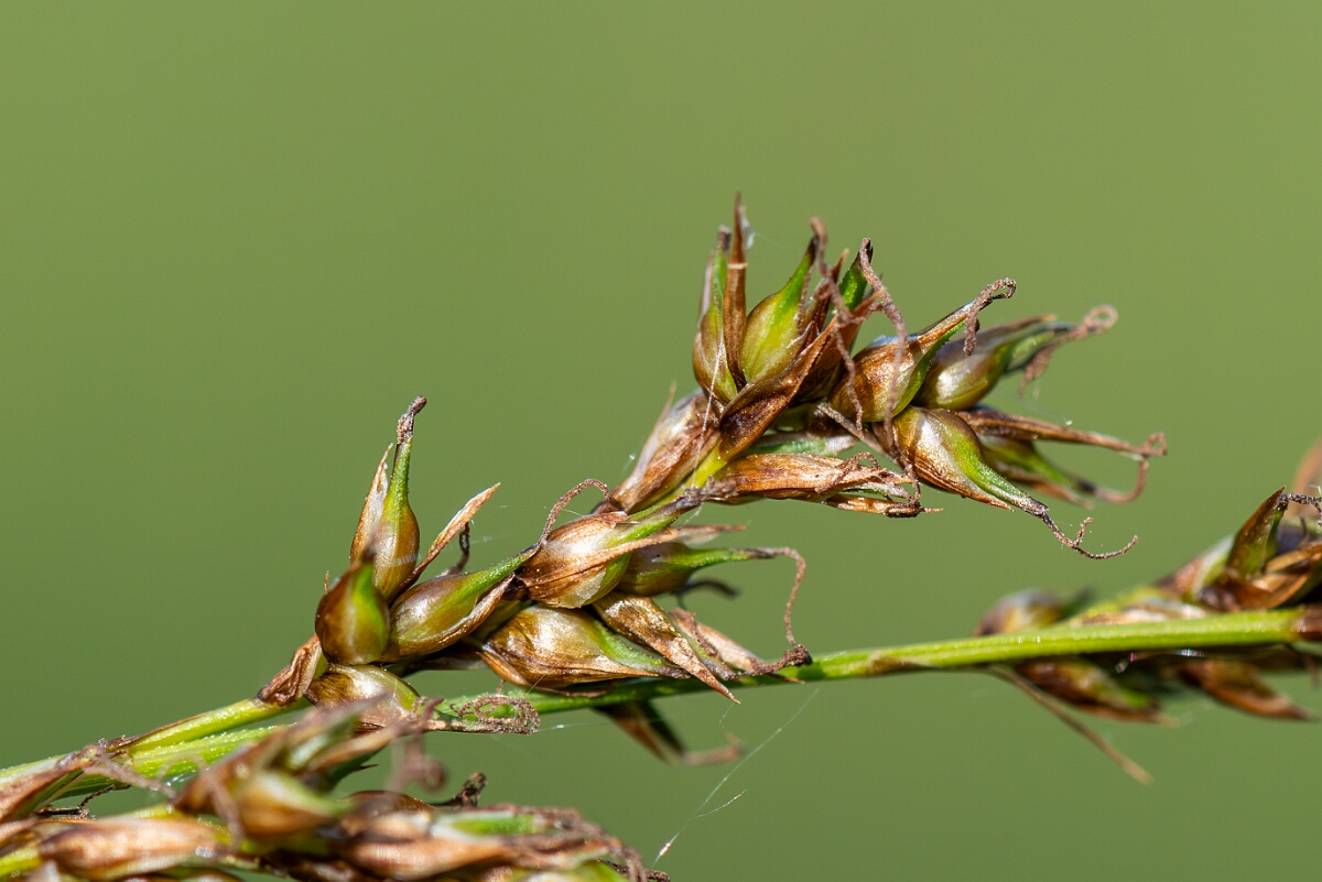 David Plant Photography - Wildlife Photography - Fibrous tussock sedge - A.jpg - Fibrous tussock sedge, Carex appropinquata, utricles - Norfolk
