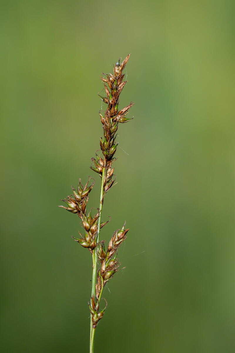 David Plant Photography - Wildlife Photography - Fibrous tussock sedge - B.jpg - Fibrous tussock sedge, Carex appropinquata, inflorescence - Norfolk