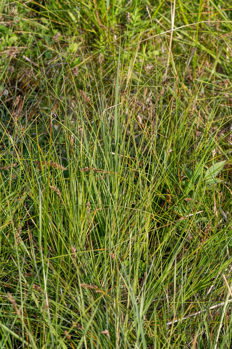 David Plant Photography - Wildlife Photography - Fibrous tussock sedge - C.jpg - Fibrous tussock sedge, Carex appropinquata, plants - Norfolk