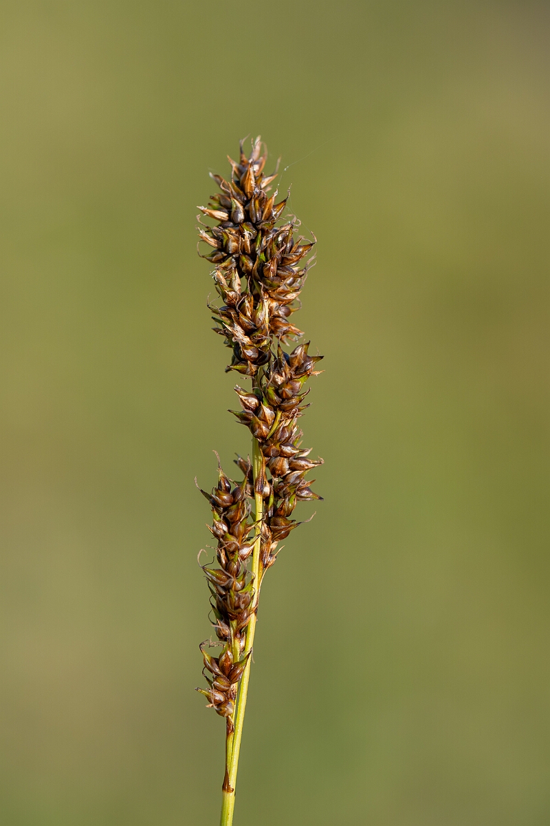 David Plant Photography - Wildlife Photography - Fibrous tussock sedge - D.jpg - Fibrous tussock sedge, Carex appropinquata, inflorescence - Norfolk