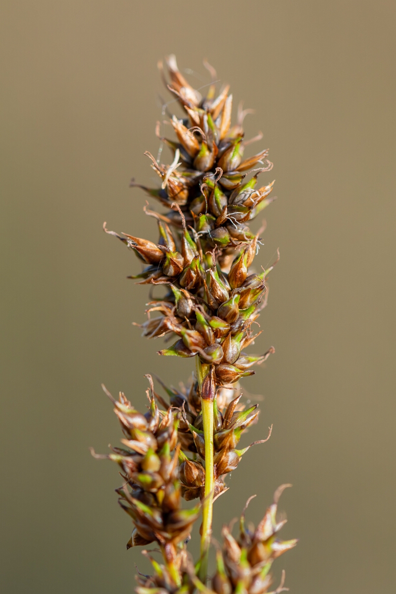 David Plant Photography - Wildlife Photography - Fibrous tussock sedge - E.jpg - Fibrous tussock sedge, Carex appropinquata, utricles - Norfolk