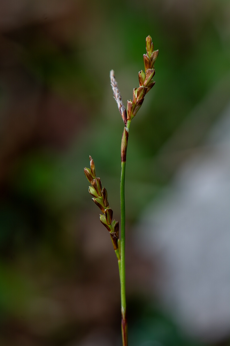 David Plant Photography - Wildlife Photography - Fingered sedge - A.jpg - Fingered sedge - Avon