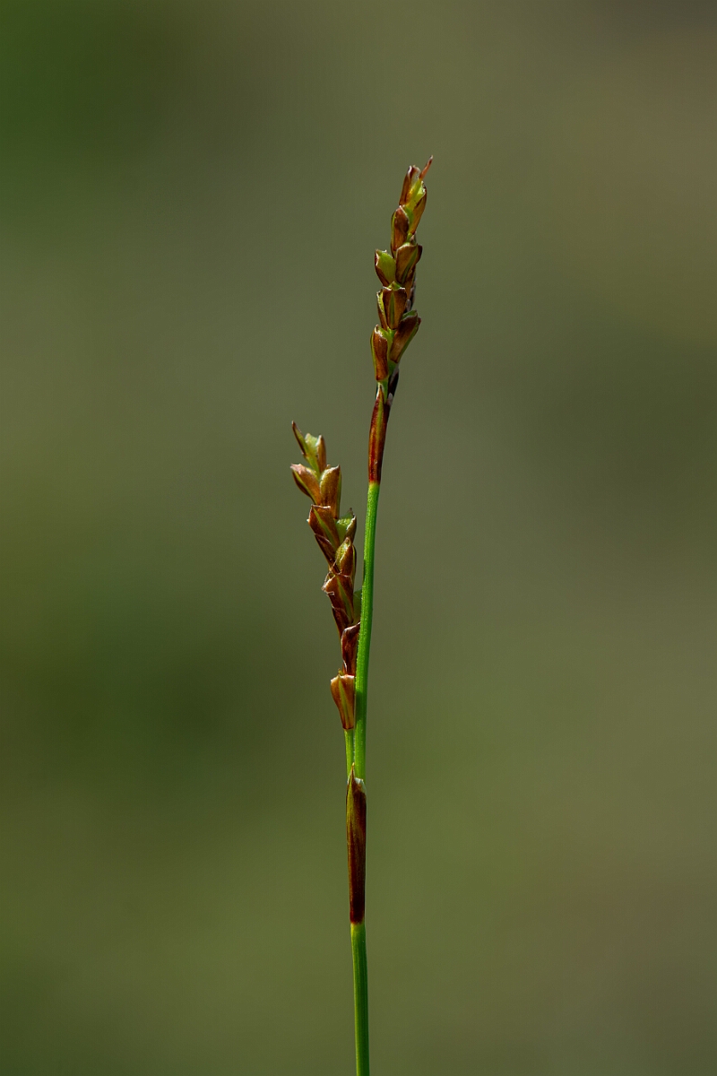 David Plant Photography - Wildlife Photography - Fingered sedge - B.jpg - Fingered sedge - Avon