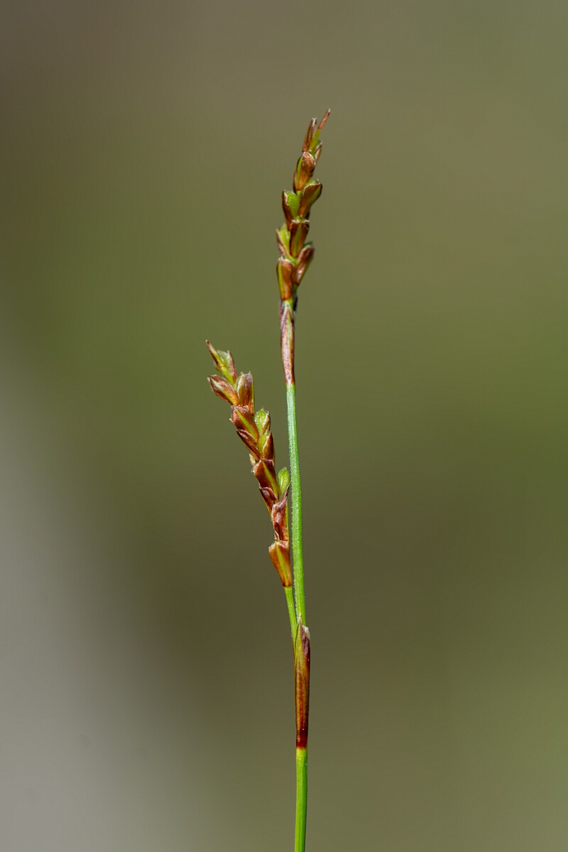 David Plant Photography - Wildlife Photography - Fingered sedge - C.jpg - Fingered sedge - Avon