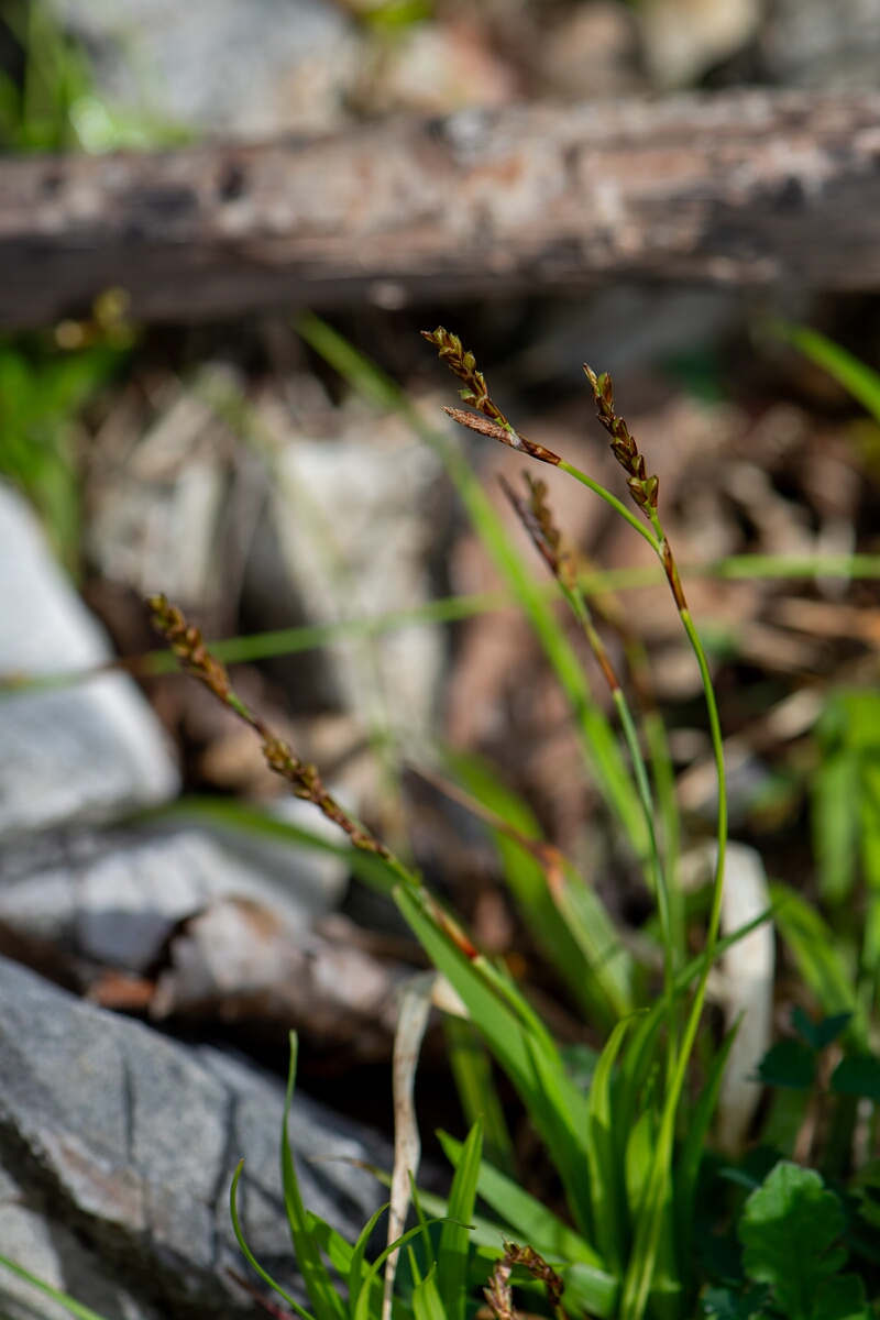 David Plant Photography - Wildlife Photography - Fingered sedge - D.jpg - Fingered sedge, plant - Avon