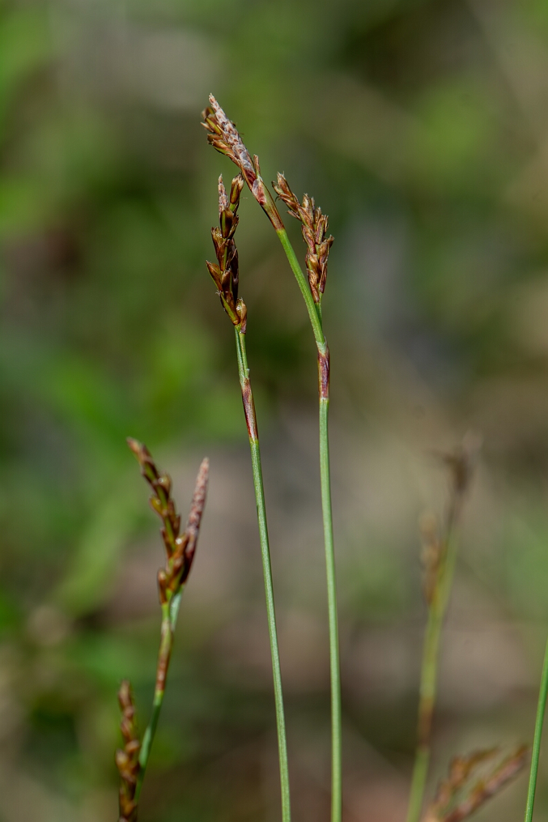 David Plant Photography - Wildlife Photography - Fingered sedge - G.jpg - Fingered sedge - Avon