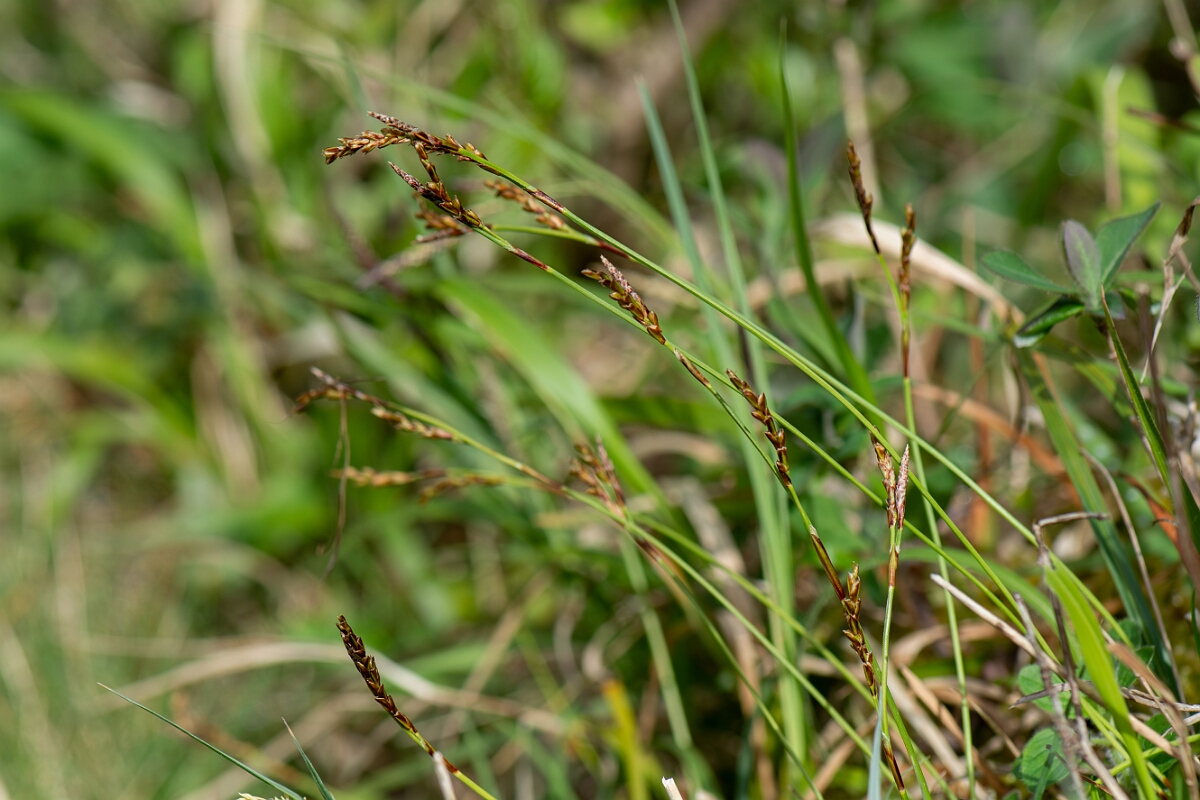 David Plant Photography - Wildlife Photography - Fingered sedge - H.jpg - Fingered sedge, plant - Avon