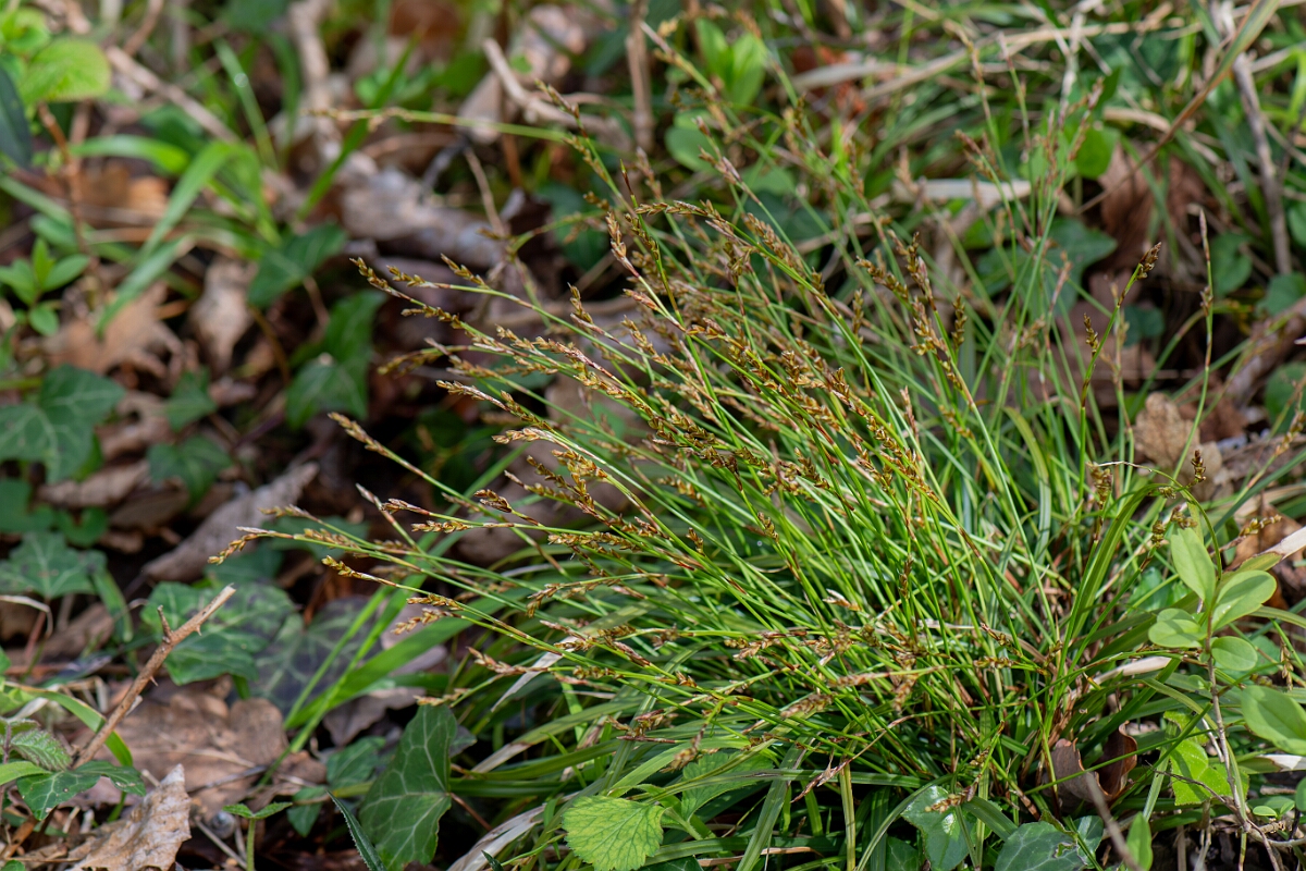 David Plant Photography - Wildlife Photography - Fingered sedge - I.jpg - Fingered sedge, plant - Avon