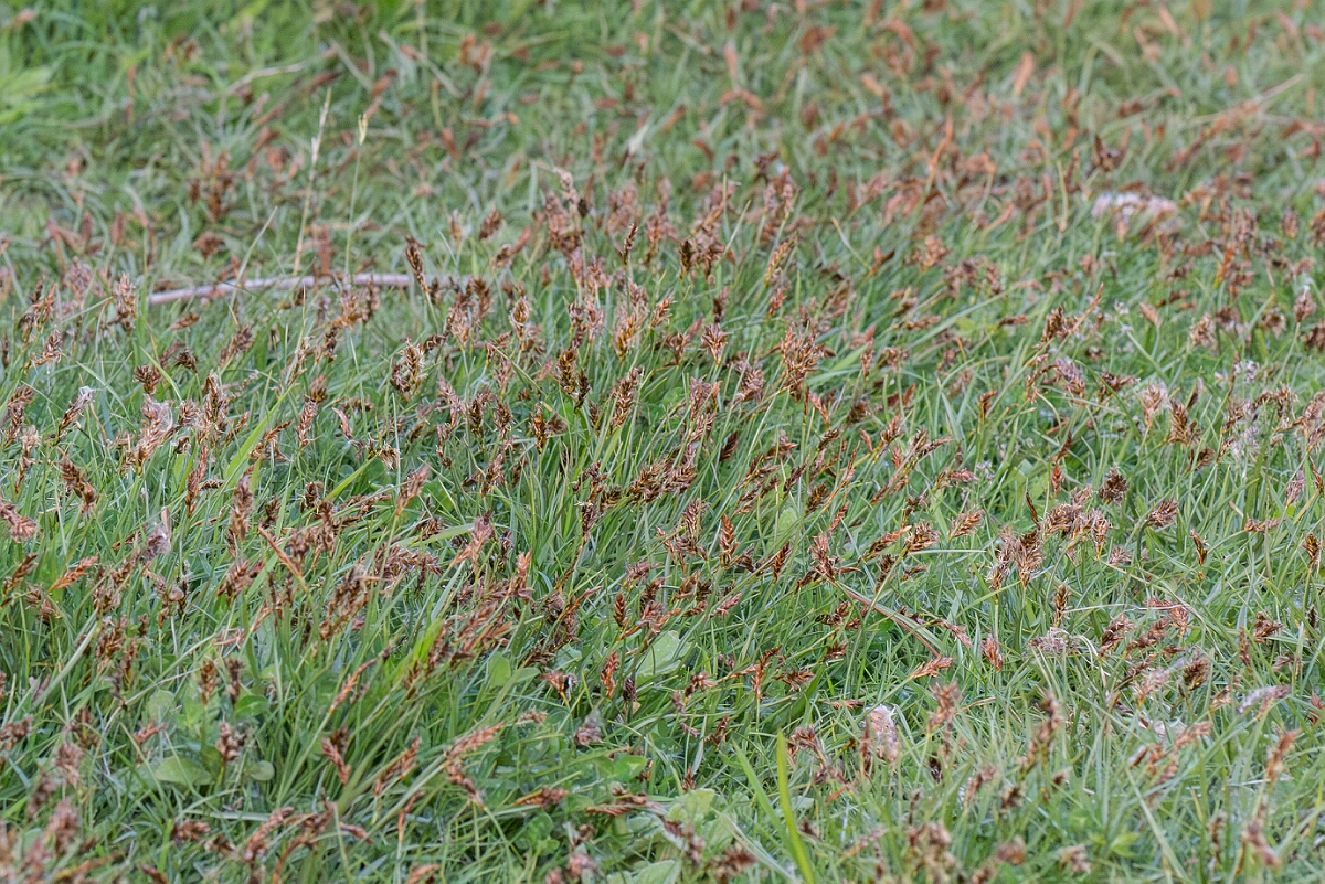 David Plant Photography - Wildlife Photography - Flat sedge - A.jpg - Flat sedge, Blysmus compressus, plants - Norfolk