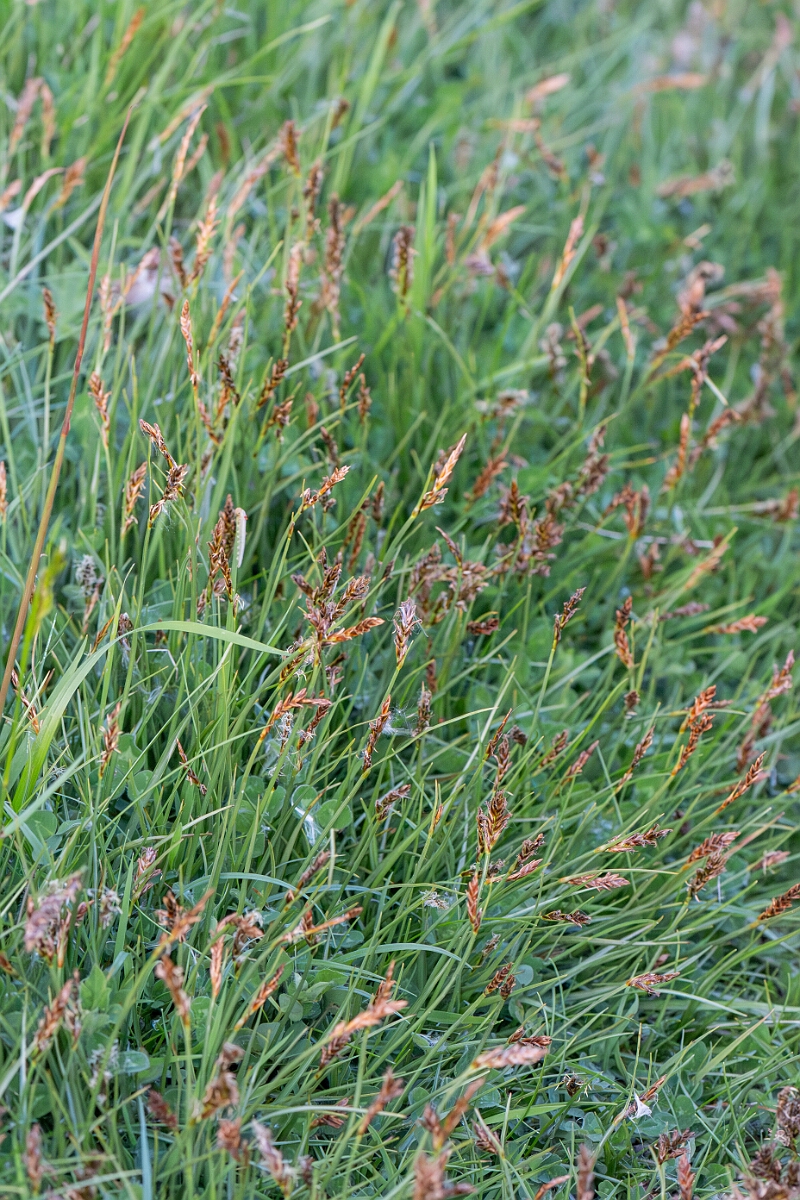 David Plant Photography - Wildlife Photography - Flat sedge - B.jpg - Flat sedge, Blysmus compressus, plants - Norfolk