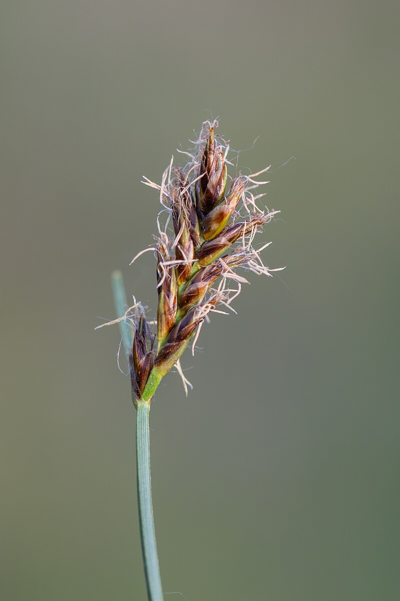 David Plant Photography - Wildlife Photography - Flat sedge - C.jpg - Flat sedge, Blysmus compressus, inflorescence - Norfolk