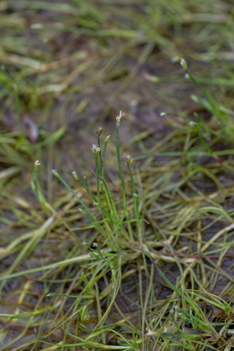 David Plant Photography - Wildlife Photography - Floating club-rush - B.jpg - Floating club-rush - Hampshire