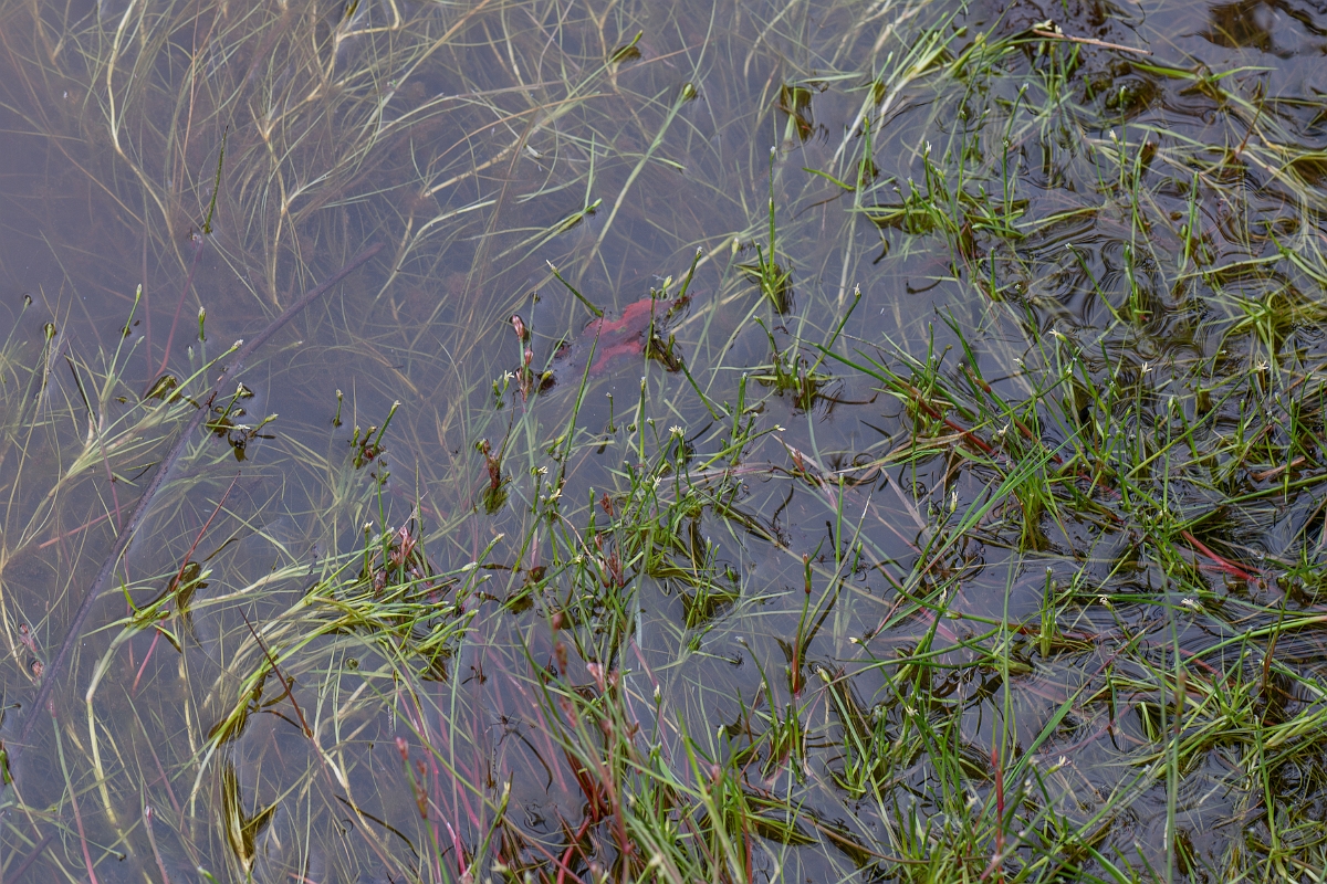 David Plant Photography - Wildlife Photography - Floating club-rush - D.jpg - Floating club-rush - Hampshire