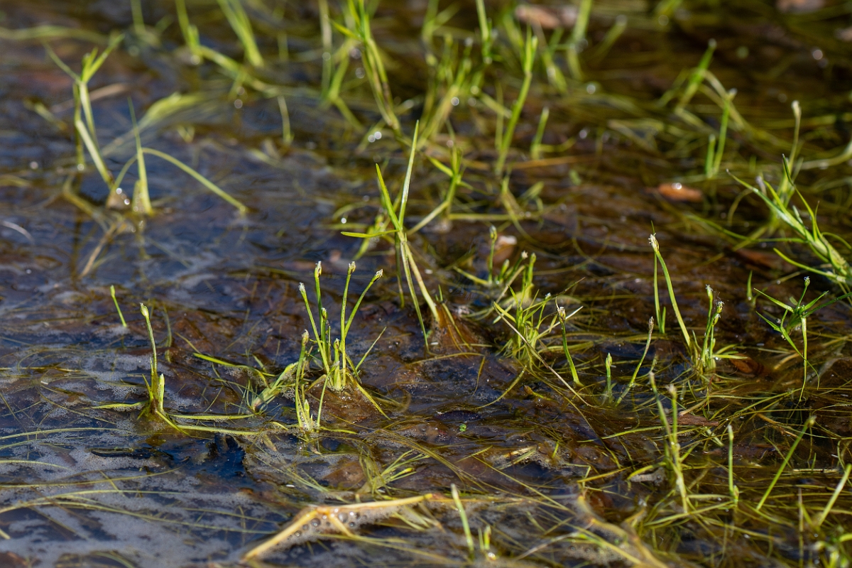 David Plant Photography - Wildlife Photography - Floating club-rush - G.jpg - Floating club-rush - Hampshire