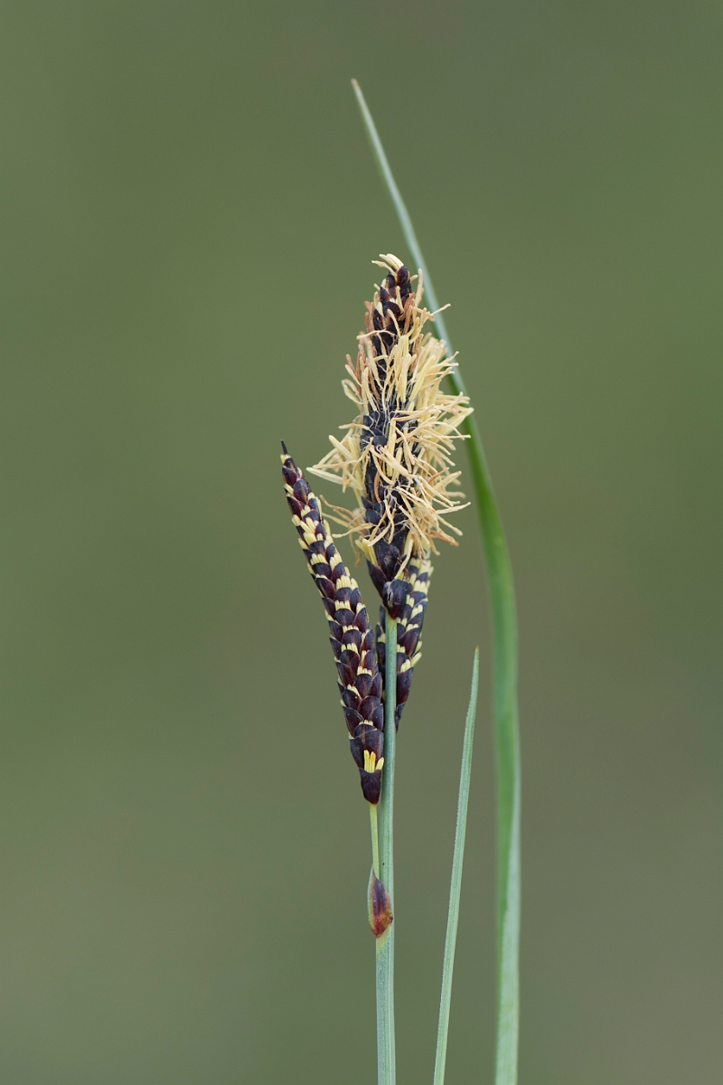 David Plant Photography - Wildlife Photography - Glaucous sedge - A.jpg - Glaucous sedge - Buckinghamshire