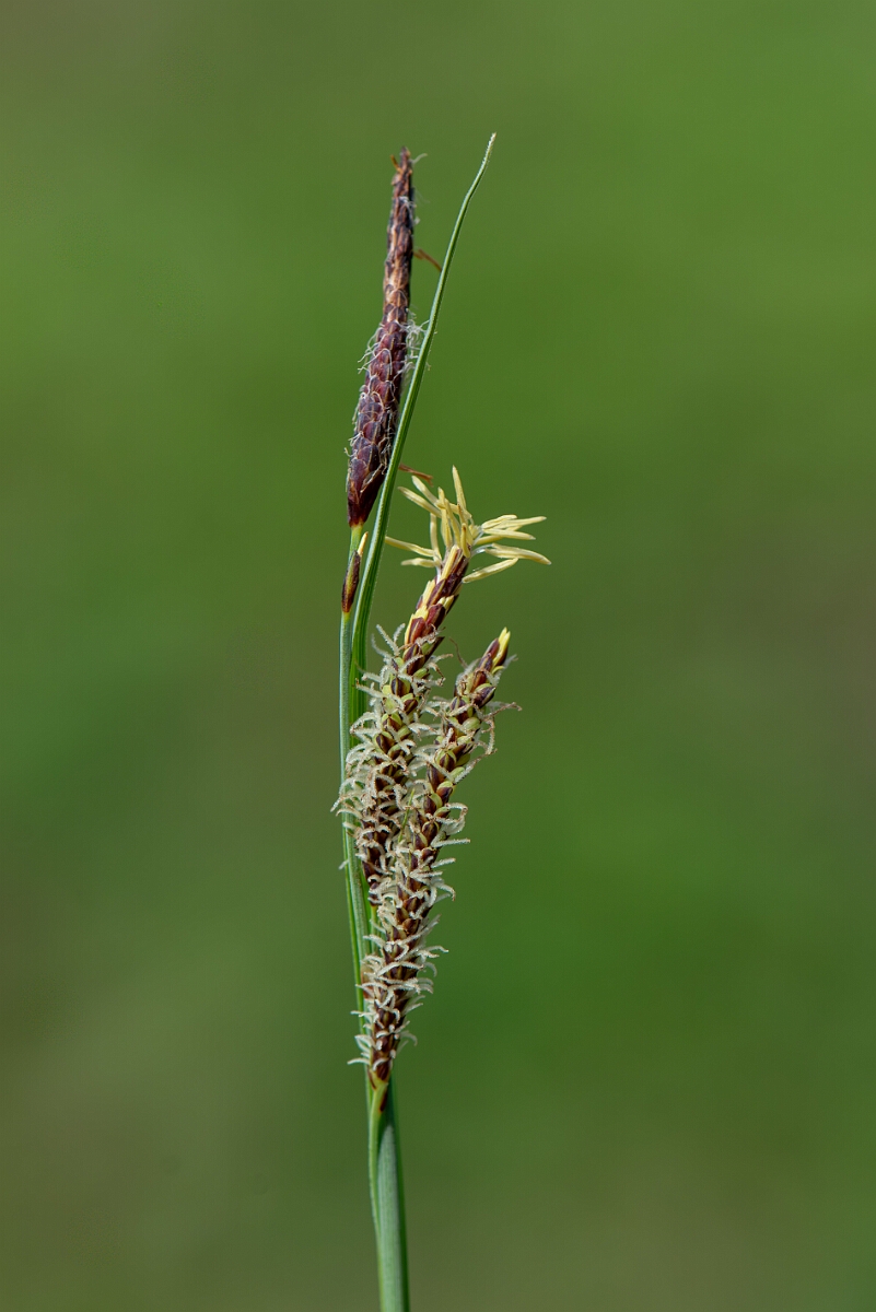 David Plant Photography - Wildlife Photography - Glaucous sedge - E.jpg - Glaucous sedge, flowers - Avon