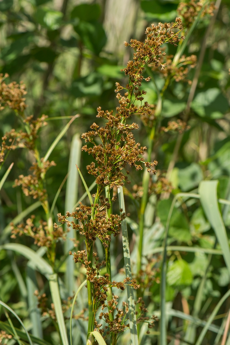 David Plant Photography - Wildlife Photography - Great fen sedge - A.jpg - Great fen sedge - Norfolk