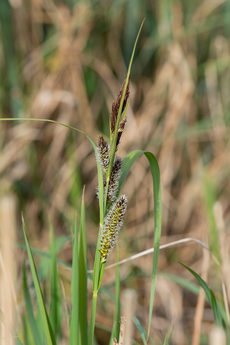 David Plant Photography - Wildlife Photography - Greater pond-sedge - B.JPG - Greater pond-sedge - Cambridgeshire