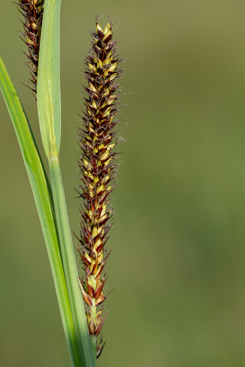 David Plant Photography - Wildlife Photography - Greater pond-sedge - D.jpg - Greater pond-sedge, Carex riparia, utricles - Norfolk
