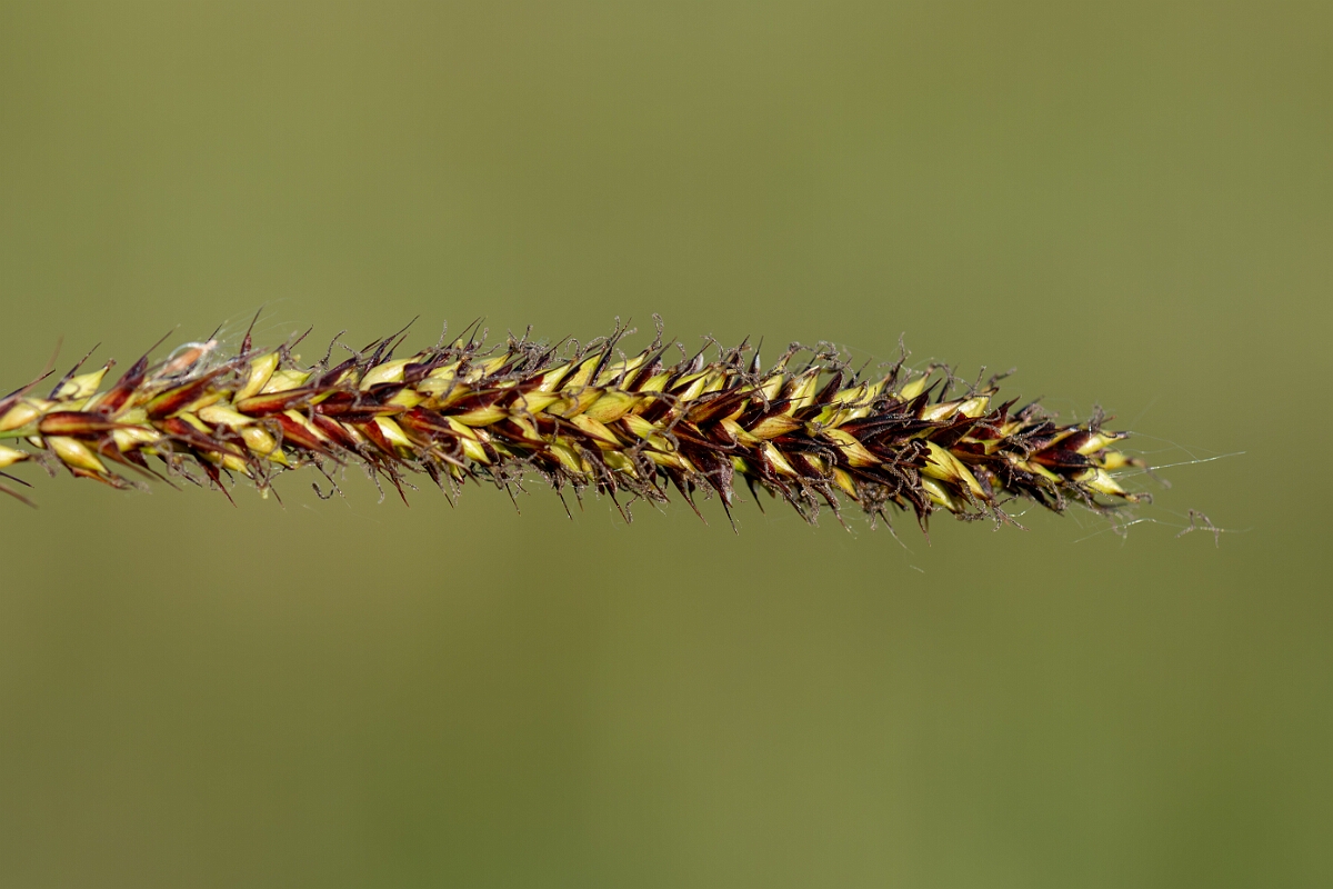 David Plant Photography - Wildlife Photography - Greater pond-sedge - E.jpg - Greater pond-sedge, Carex riparia, utricles - Norfolk