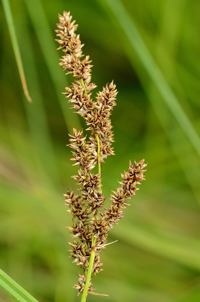 David Plant Photography - Wildlife Photography - Greater tussock-sedge - A.jpg - Greater tussock-sedge flower spike - Norfolk