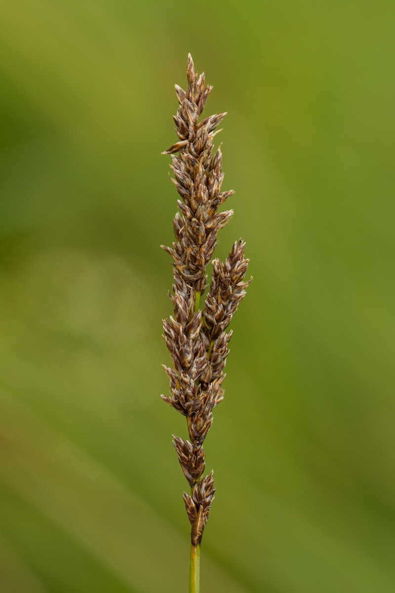 David Plant Photography - Wildlife Photography - Greater tussock-sedge - B.jpg - Greater tussock sedge - Ayrshire
